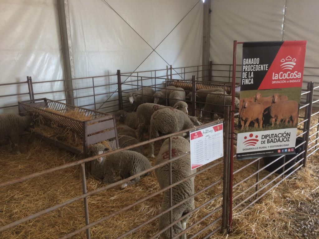 Diputación de Badajoz ha subastado ganado merino en la XII Feria Ganadera y Agroturística de la Siberia