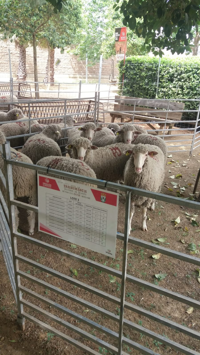La Diputación de Badajoz subasta 22 cabezas de ganado en la  XI edición de ‘’Vive la Trashumancia'' y la III ''Feria del Queso Artesano’’ de Valverde de Leganés
