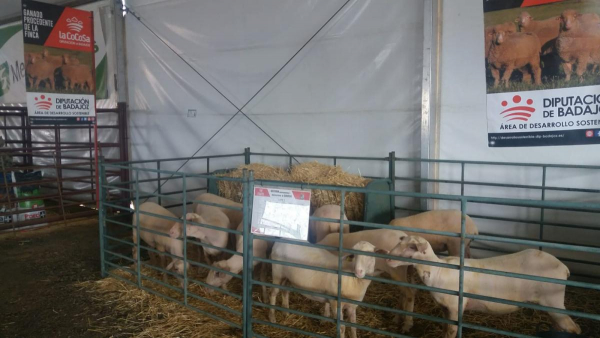 Imagen: La Diputación de Badajoz ha participado en la subasta de ganado de la XIII Feria Agroganadera de Sir...