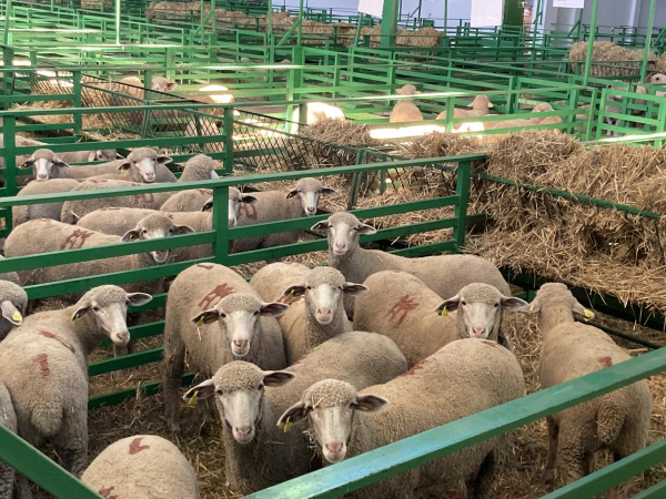 Imagen: Diputación de Badajoz estará presente en la Feria Internacional Ganadera 2023 y 570 Tradicional de S...