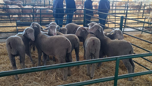 Imagen: Enajenación de ganado de la Finca ‘La Cocosa’ para la XL Feria Agroganadera y VII Salón de la Carne...