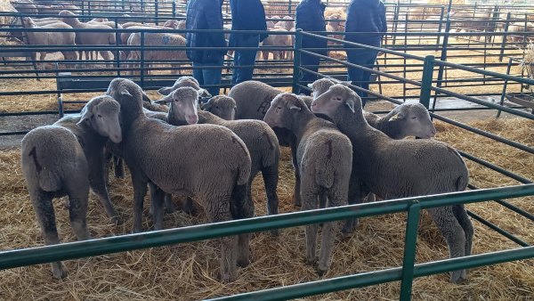 Imagen: 30 ovejas y 3 machos de la Finca 'La Cocosa' serán subastados en la XXVI Feria Artesanal-Ganadera de...