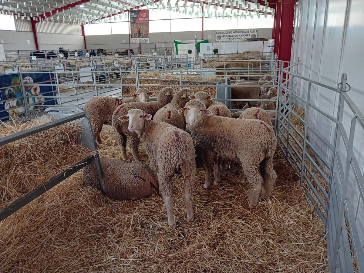 FOTO FERIA GANADERÍA LA CORONADA.jpg