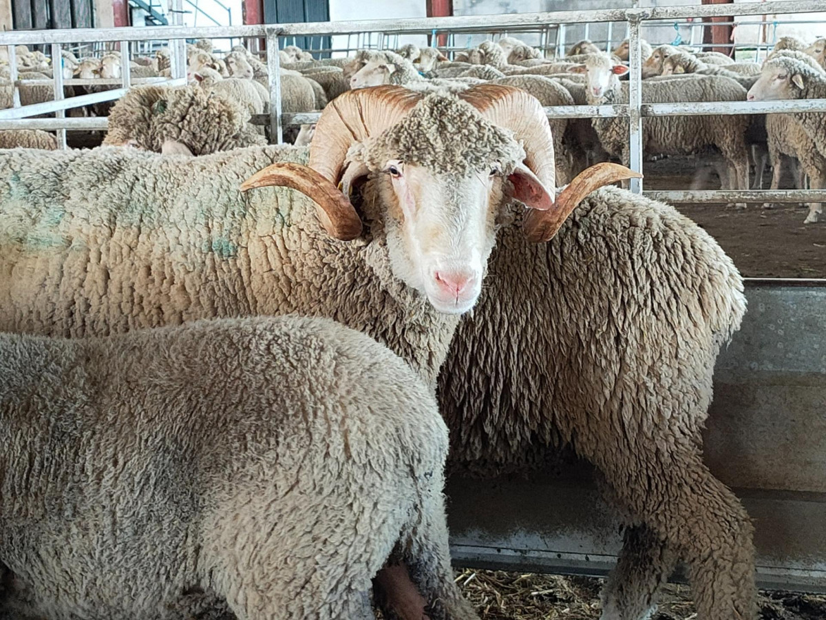 FOTO FERIA GANADERÍA LA CORONADA.jpg