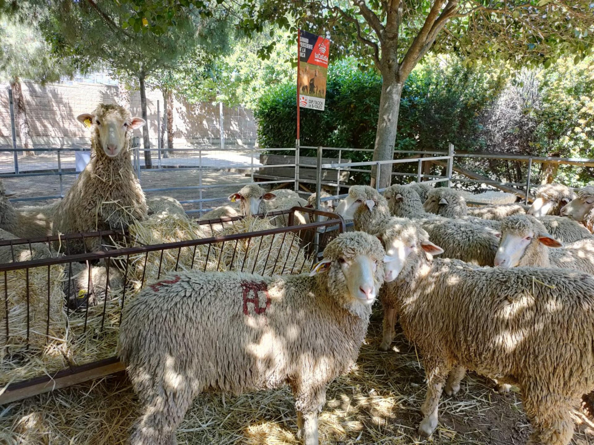 FOTO FERIA GANADERÍA LA CORONADA.jpg