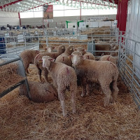 FOTO FERIA GANADERÍA LA CORONADA.jpg